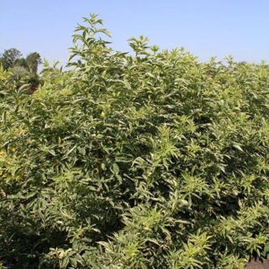 Instant Karma™ Elderberry