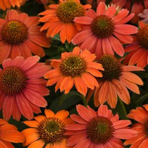 Artisan™ Red Ombre Coneflower