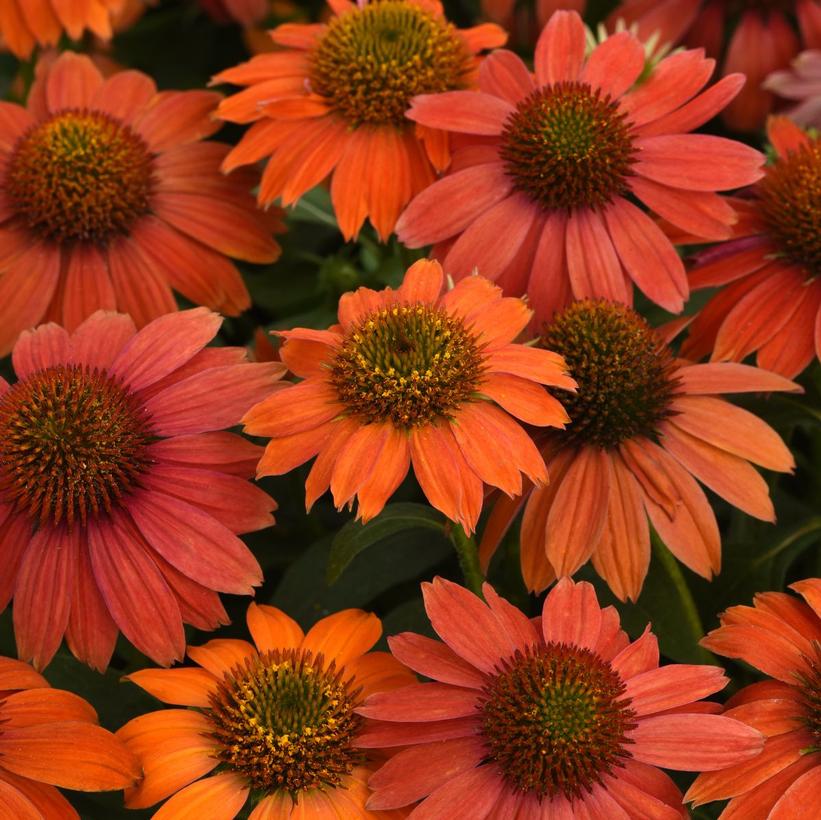Artisan Red Ombre Coneflower