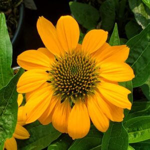 Artisan™ Yellow Ombre Coneflower