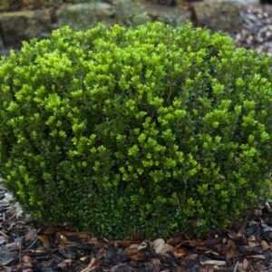 Baby Gem™ Boxwood