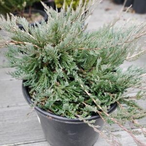 Bar Harbor Juniper