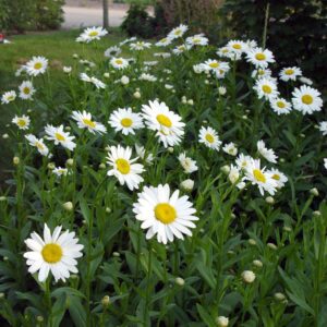 Becky Shasta Daisy