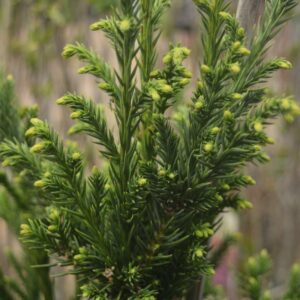 Black Dragon Japanese Cedar