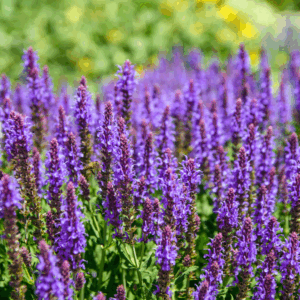 Blue Hill Meadow Sage
