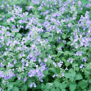 Blue Wonder Catmint