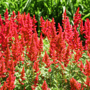 Fanal Astilbe