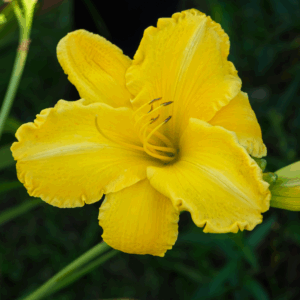 Happy Returns Daylily