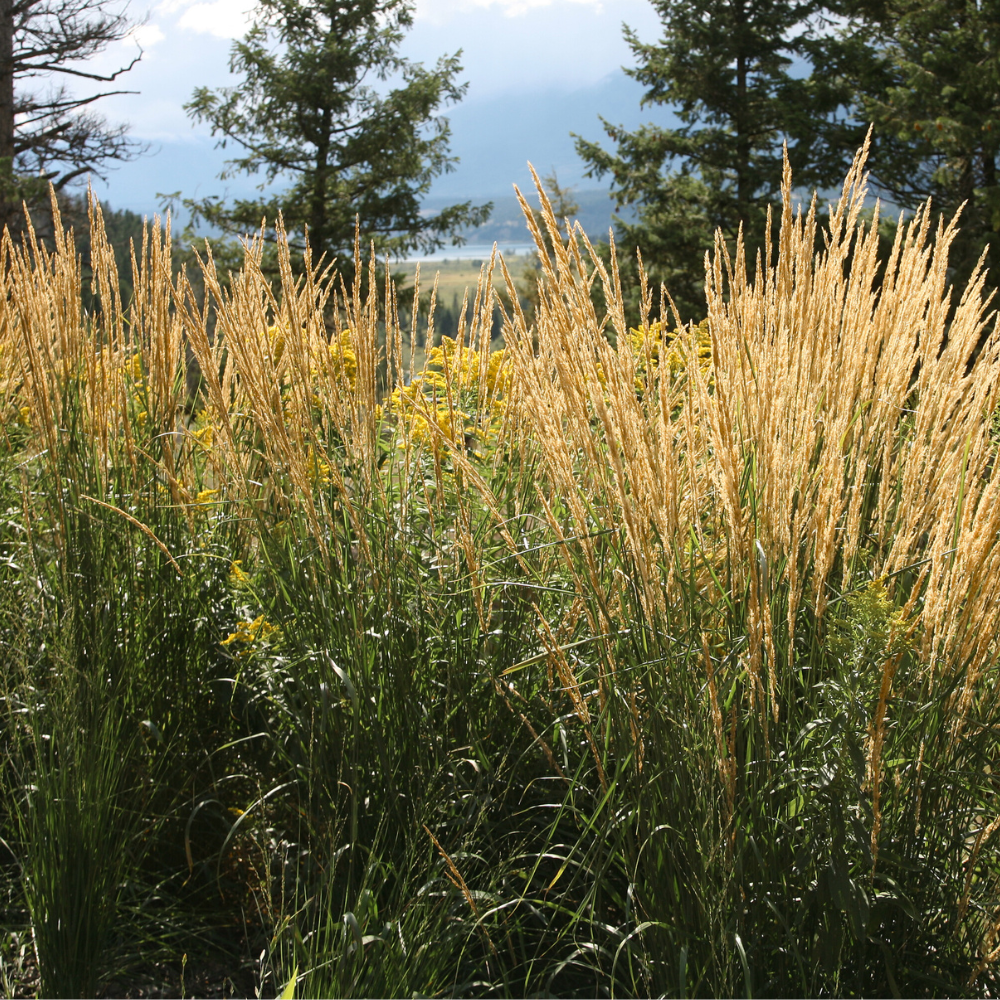 Karl Foerster's Feather Reed Grass
