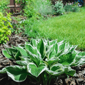 Patriot Hosta