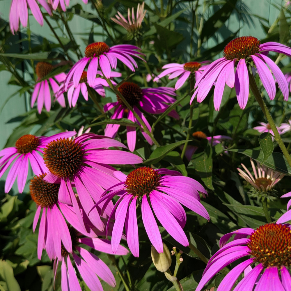 Ruby Star Echinacea