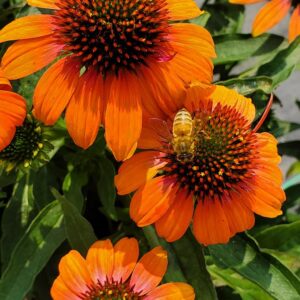 Artisan™ Soft Orange Coneflower