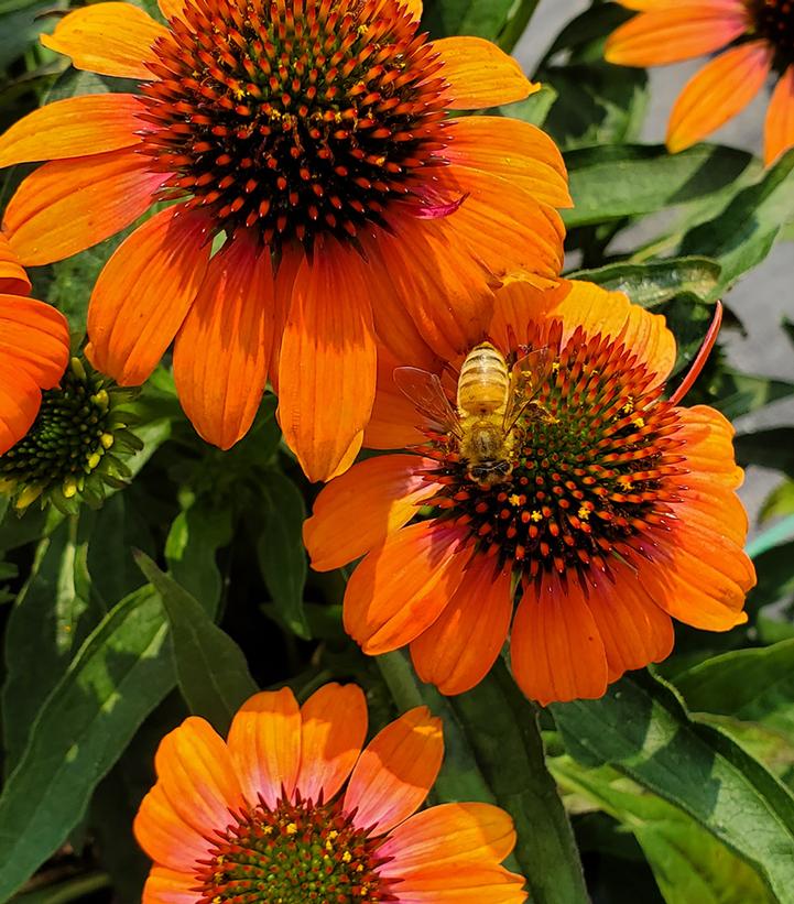Soft Orange Coneflower