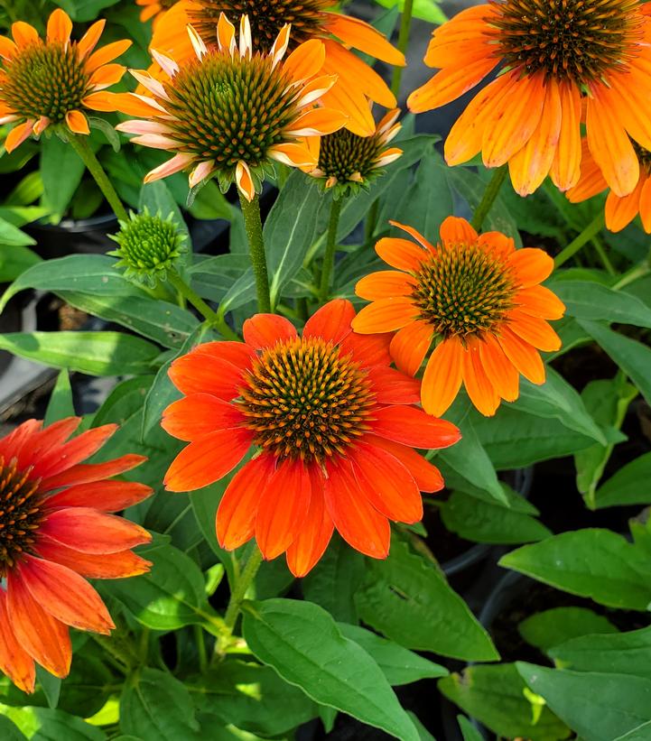 Soft Orange Coneflower 2