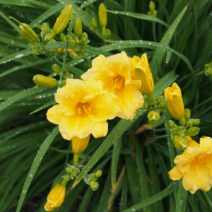 Stella de Oro Daylily
