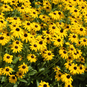 Viettes Little Suzy Black-Eyed Susan