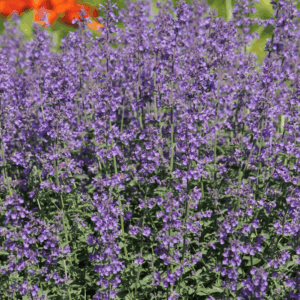 Walker's Low Catmint