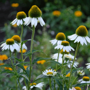 White Swan Echinacea, Coneflower